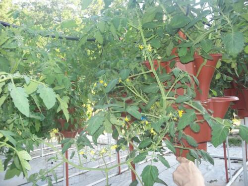 100 1558 (Medium)