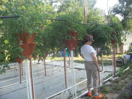 100 1559 (Medium)