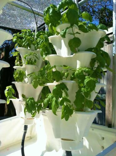 Basil