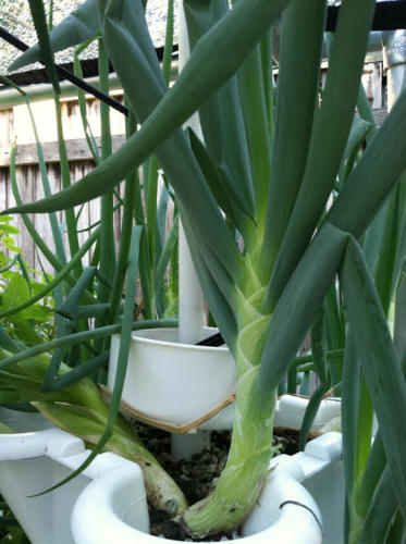 Bunching Onion