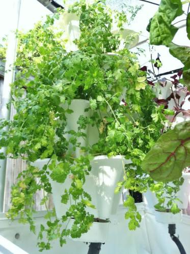 Cilantro