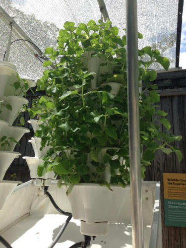 Cuban Oregano