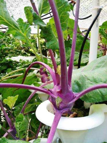 Purple Kohlrabi