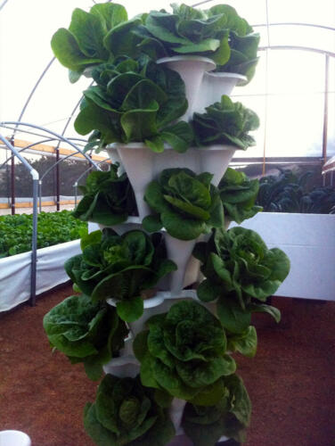 Patio-Garden-lettuce