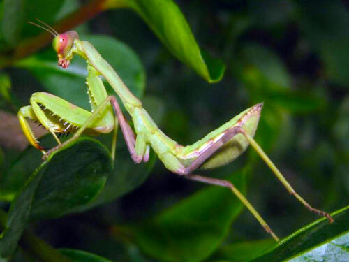 Praying-Mantis-2