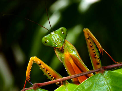 Praying-Mantis-3