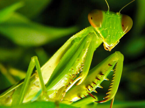 Praying-Mantis-4