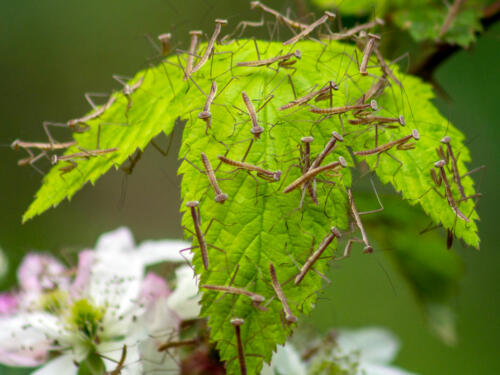 Praying-Mantis-5