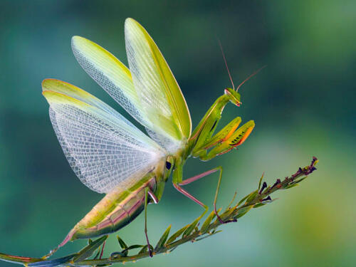 Praying-Mantis-Defending