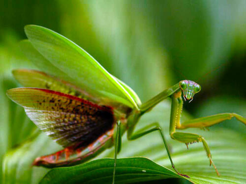 Praying-Mantis