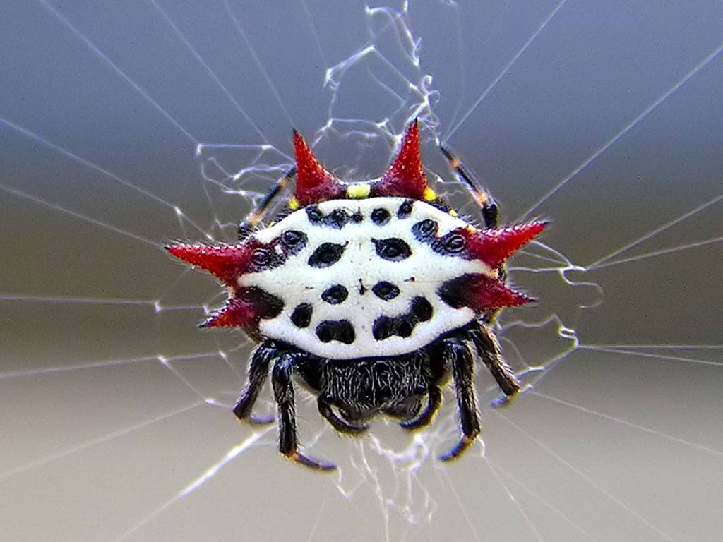 Orb-weaver spider uses web to capture sounds