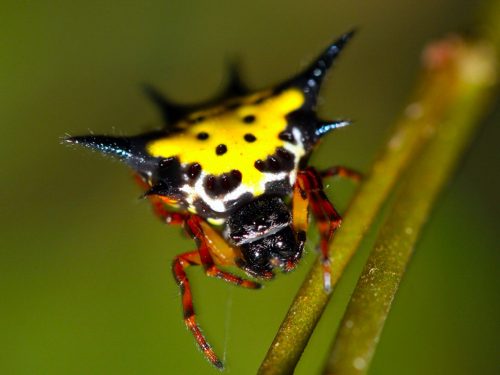 Spiny-Orb-Weaver-Spider-2