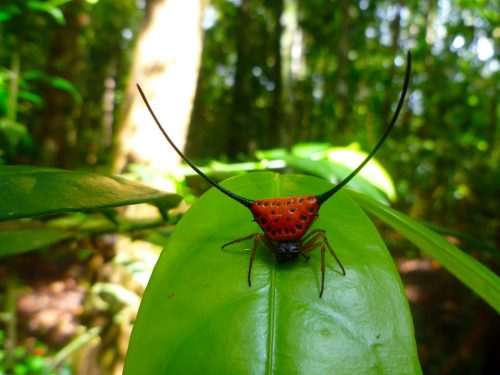 Spiny-Orb-Weaver-Spider-3