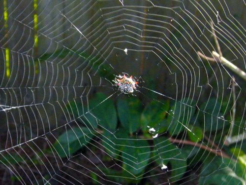 Spiny-Orb-Weaver-Spider-Web