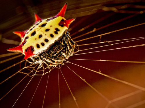 Spiny-Orb-Weaver-Spider