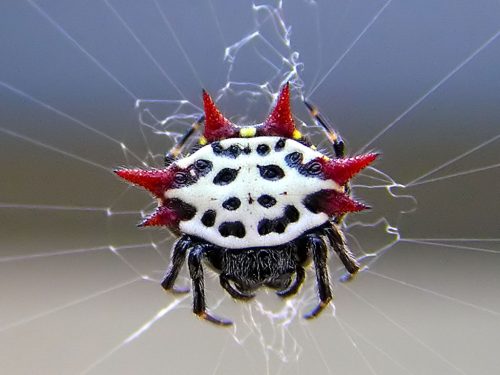 Spiny-Orb-Weaver-Spider 3