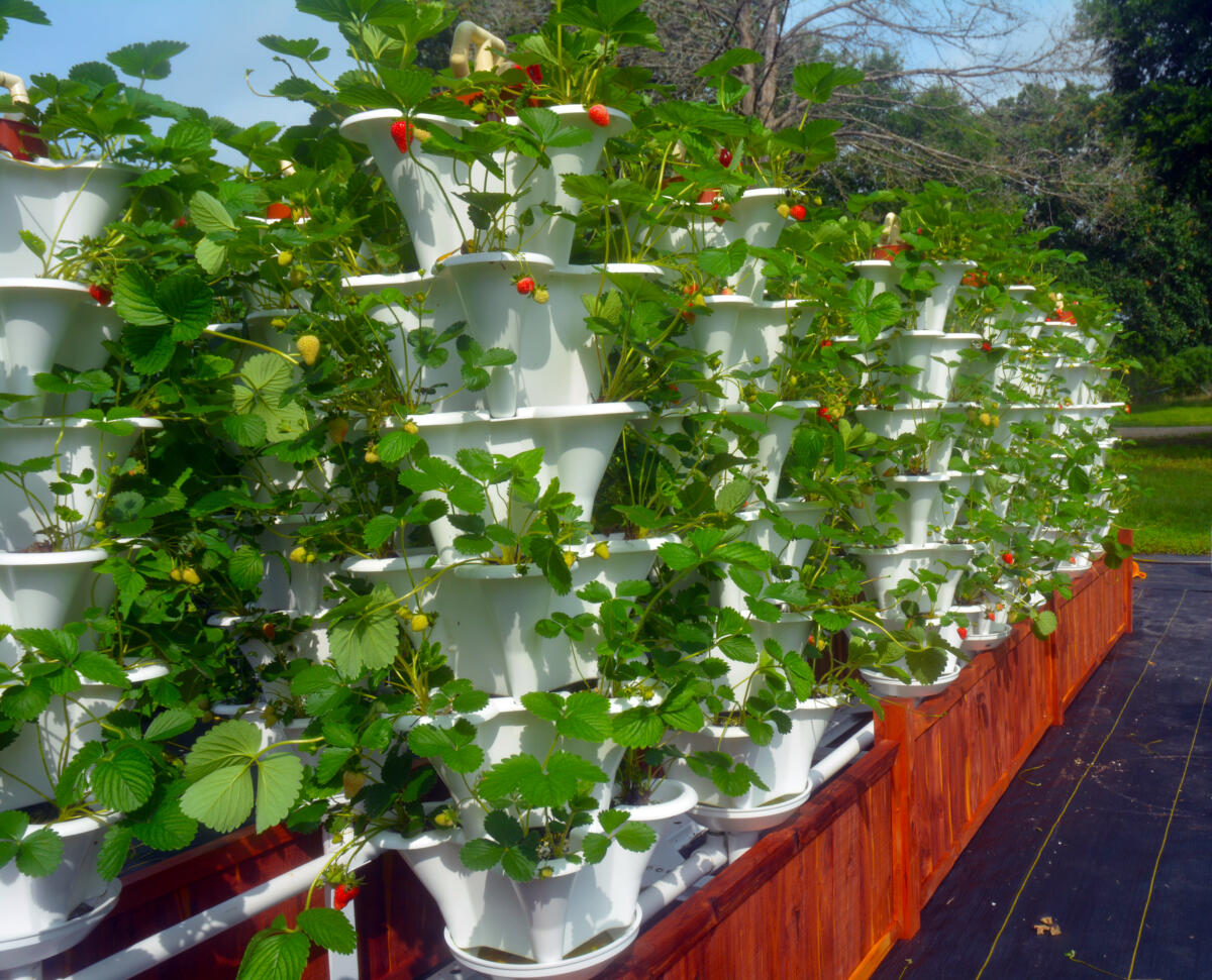https://ezgrogarden.com/wp-content/uploads/photo-gallery/Strawberry_Patch/Roof_Top_Strawberry_Towers.jpg?bwg=1562608936