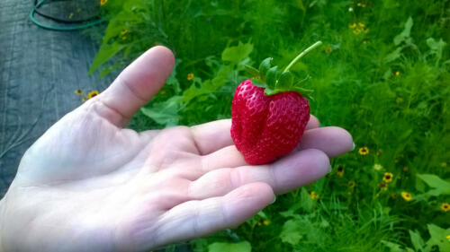 Brenda holding Strawberry