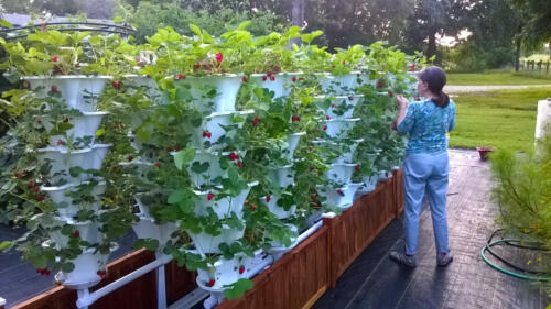 Brenda with Roof Top Strawberry Garden