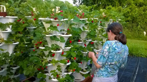 Brenda with Strawberry Garden