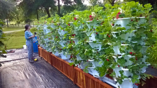 Brenda with Strawberry Garden2