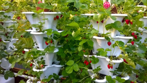 Roof Top Strawberry Garden