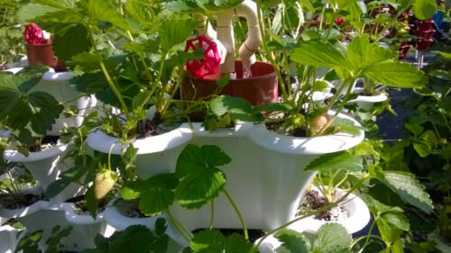 Roof Top Strawberry Garden Irrigration