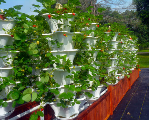 Roof Top Strawberry Towers