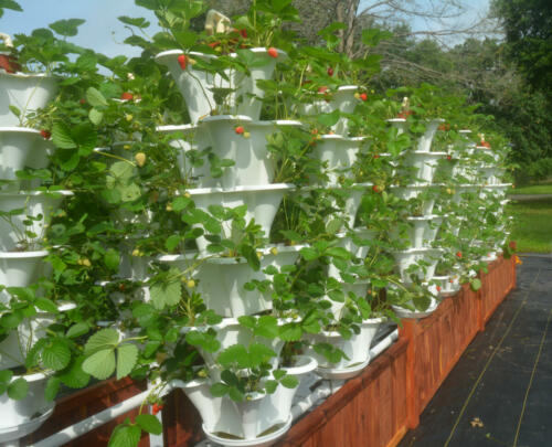 strawberry-tower