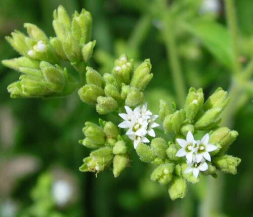 stevia-flower