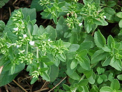 stevia rebaudiana p3