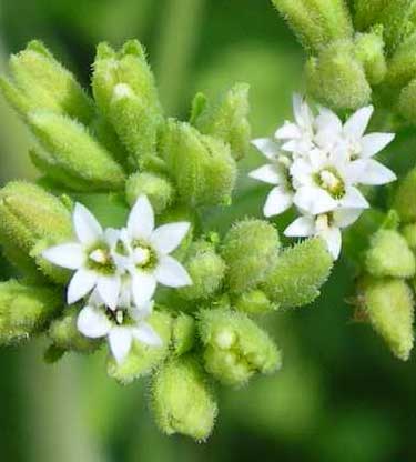 sugar stevia-flowers